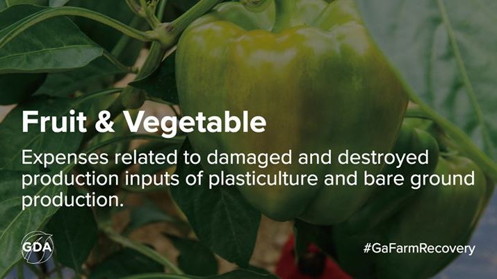GaDeptAg's tweet photo. Eligible losses for the #GaFarmRecovery block grant include #fruit & #vegetable. Learn more and complete your application today, https://t.co/E7pc30uiQF. #agriculture #recovery https://t.co/86I5K109GX