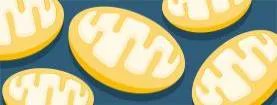 NatRevGastroHep's tweet photo. New NRGH #ResearchHighlight on #mitochondrial dysfunction in #CrohnsDisease. Two new studies provide evidence for the role of mitochondrial impairment & #Paneth cell dysfunction in in #IBD and the potential for therapeutic targets. Read more here: https://t.co/LKrtMuh0Xm https://t.co/mlkGsgobOP