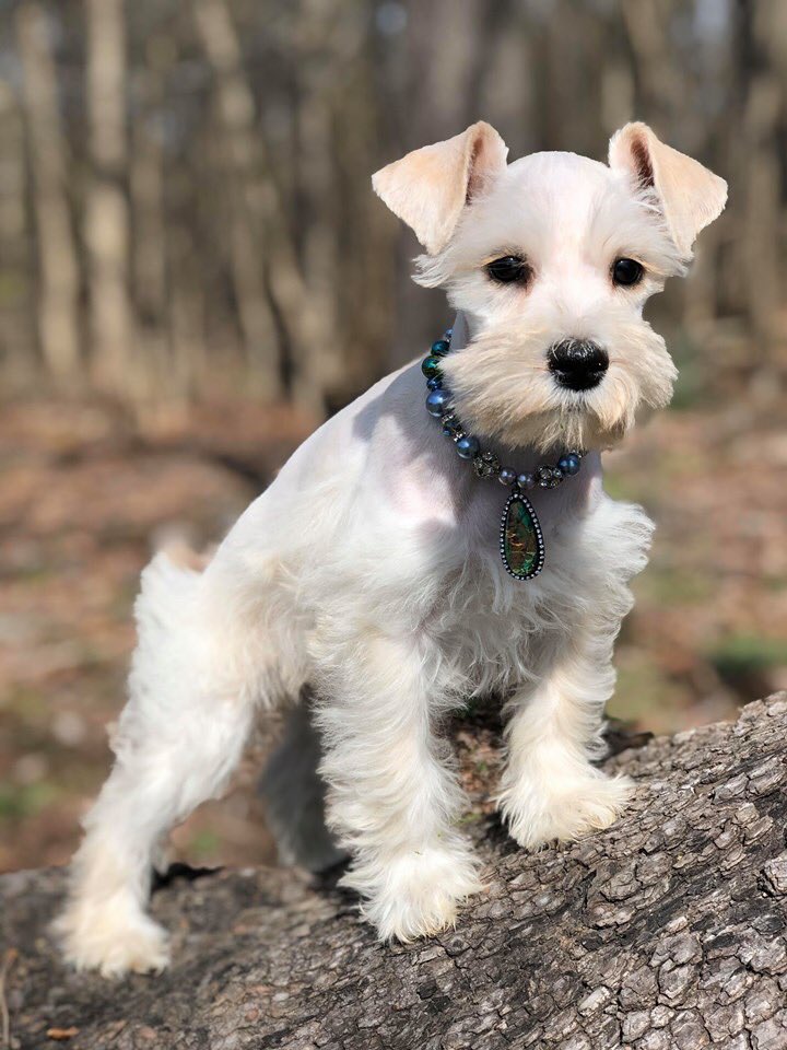 magnolia farms mini schnauzers
