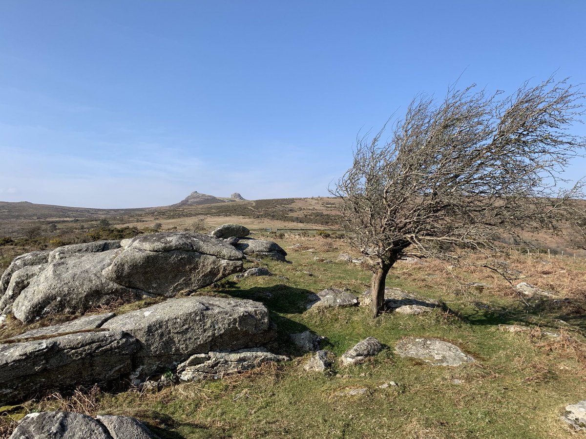 14Apartment's tweet photo. Fabulous walk from home yesterday self isolating on #Dartmoor. Saw hardly anyone but realised we overdid it after our 10th mile! @dartmoornpa @DivineDartmoor #Isolation #SocialDistancing @dartmoormag @GreatDevonDays #wilderness https://t.co/Pak4x0VSYO