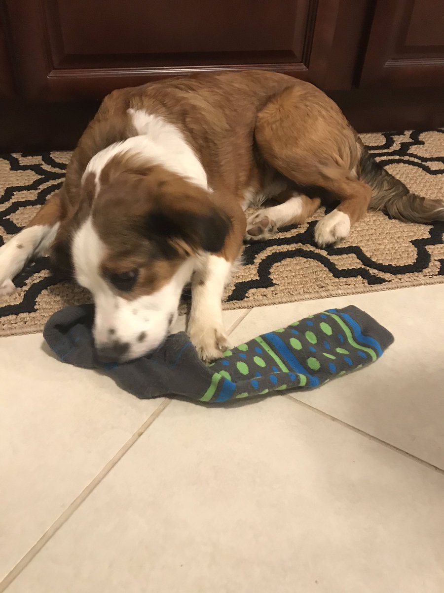 missdillteaches's tweet photo. Witten, I’m not quite sure that’s how #wackysock Wednesday is supposed to work! @WeAreHTSD #HTSDhasSpirit https://t.co/dQLgF6uZiu