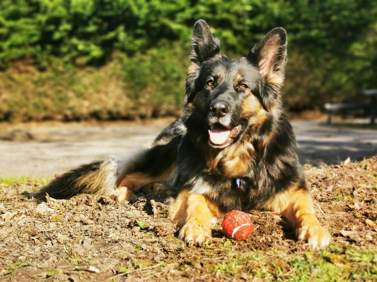 Raspberrybazaa1's tweet photo. One of our many zoo animals! We love our pets at Raspberry Bazaar and they are certainly keeping us sane through this pandemic!

Let's see some of your Bazaar beasts! 🥰
#animallover #GermanShepherd #petstherapy #CoronavirusLockdown #PetsAreFamily #pets #DogLover https://t.co/zl8BRChBSR