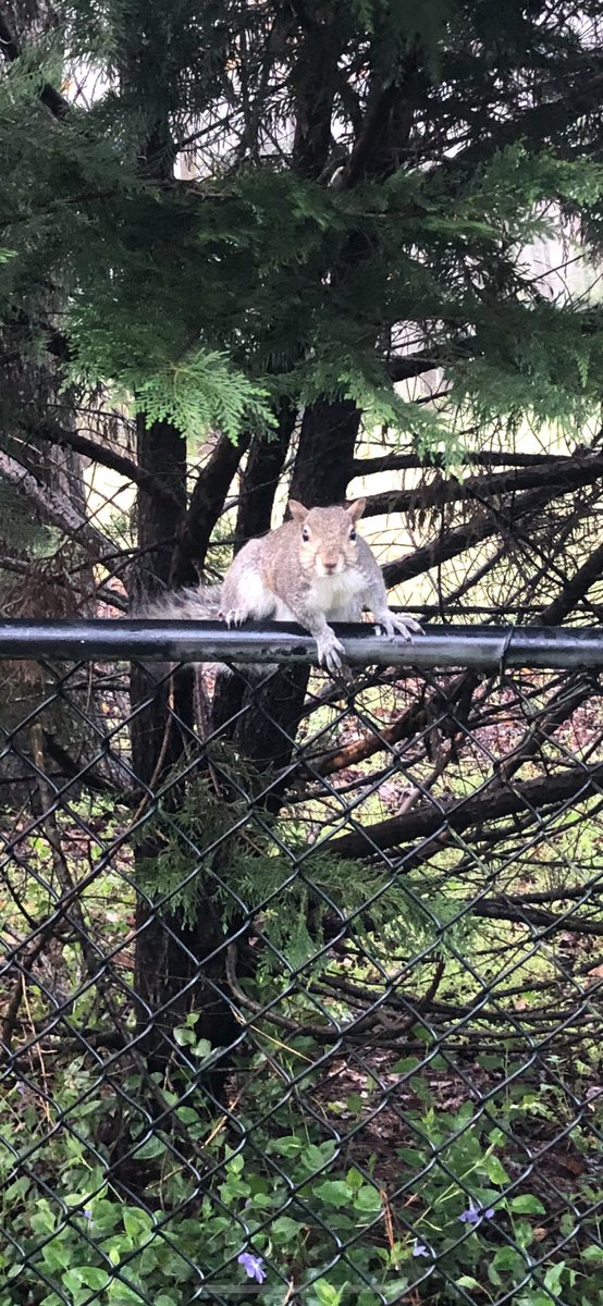 Sherri Forrest tweet media