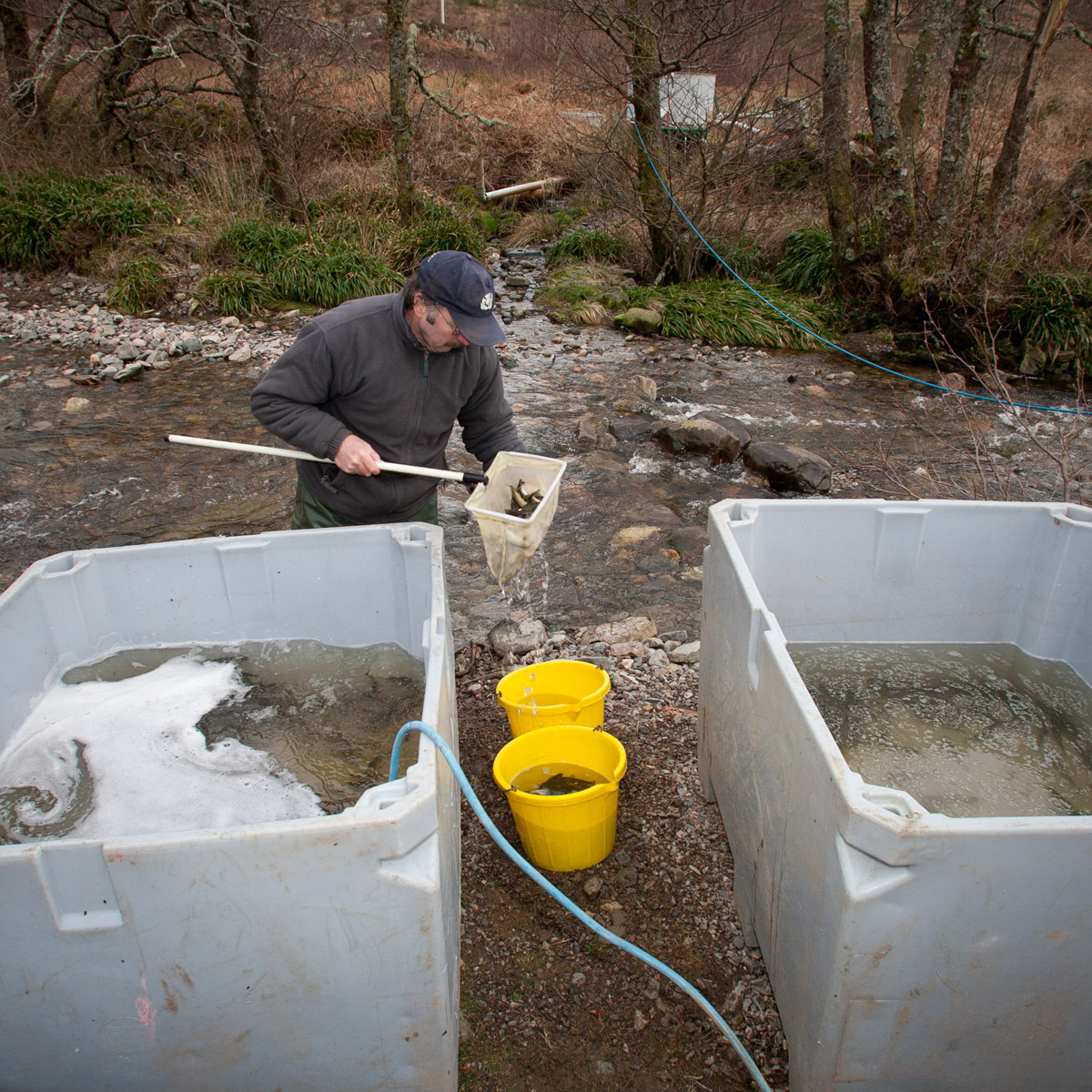 Bob Kindness, salmon researcher enagaged in re-establishing salmon stocks to Highland rivers particularly to the River Carron catchment, Lochcarron, Wester Ross, Scotland (fish being nose-tagged to track it) #WeAreHighlandsAndIslands  #TheHillsAreAlwaysHere