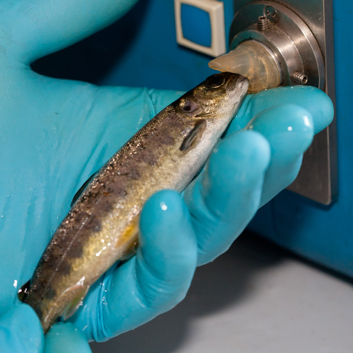 Bob Kindness, salmon researcher enagaged in re-establishing salmon stocks to Highland rivers particularly to the River Carron catchment, Lochcarron, Wester Ross, Scotland (fish being nose-tagged to track it) #WeAreHighlandsAndIslands  #TheHillsAreAlwaysHere