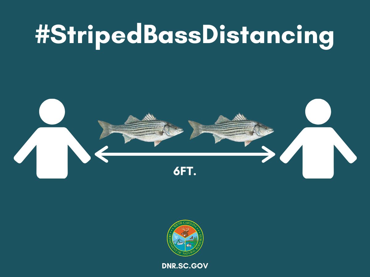 SCDNR's tweet photo. While we've been asked to stay home to slow the spread of COVID-19, if you do happen to go fishing during this time of #socialdistancing, we encourage you to practice striped bass distancing. Keep at least 6 feet, or two large stripers, in between you and others. 🎣🐟 https://t.co/rDEOljvTTp