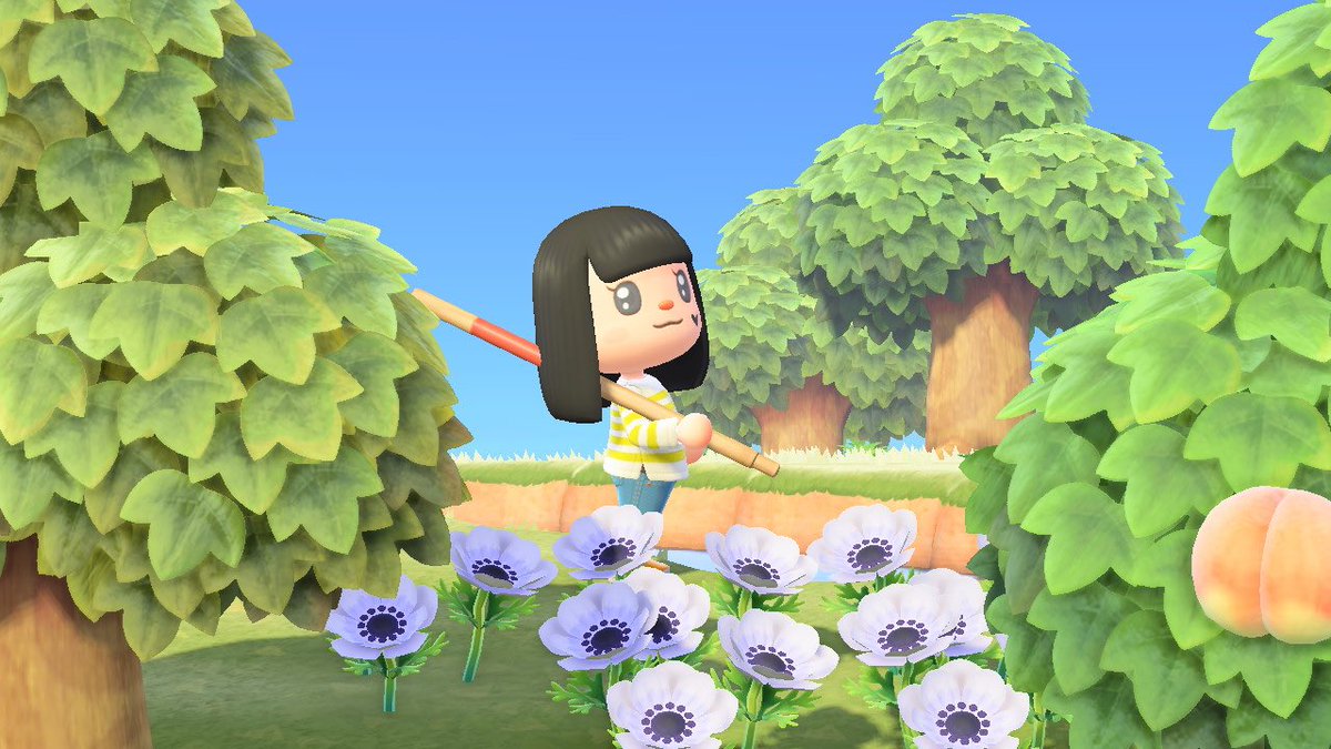 Chthonic_moon's tweet photo. Listen everyone is all “what fruit does your island have” when the really important question is what flower do you have??? I have windflowers (had pansies at first but I rerolled cause let’s be honest they are the pears of flowers). #ACNH https://t.co/Fko4MbiquB