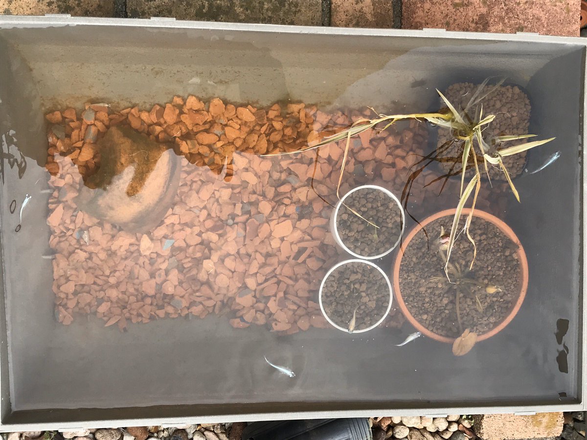 花楽咲庭 アオミドロまるけだった メダカのビオトープ 容器も新しく変えて メダカ6匹タニシ1匹 十数匹のヤゴ達の お引越しです 今年は暖かかったので 熱帯スイレンも葉や 蕾をつけたまま越冬をしました ビオトープ メダカ ヤゴ タニシ マイ 花楽咲庭 アオミドロまるけだった メダカのビオトープ 容器も新しく変えて メダカ6匹タニシ1匹 十数匹のヤゴ達の お引越しです 今年は暖かかったので 熱帯スイレンも葉や 蕾をつけたまま越冬をしました ビオトープ メダカ ヤゴ タニシ マイ