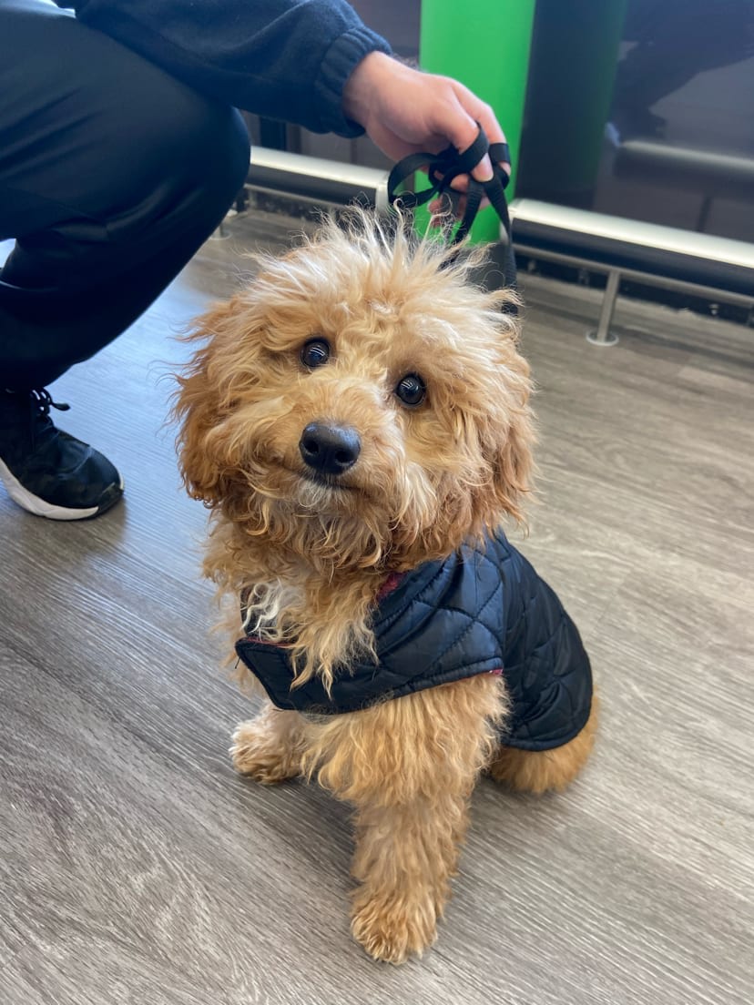 When dogs can smile >

Gizmo has the cutest smirk! Show us your smiley pets 😄 ⬇️

#PSPCermakPlaza #PetSuppliesPlus #MinusTheHassle #WhyBerwyn