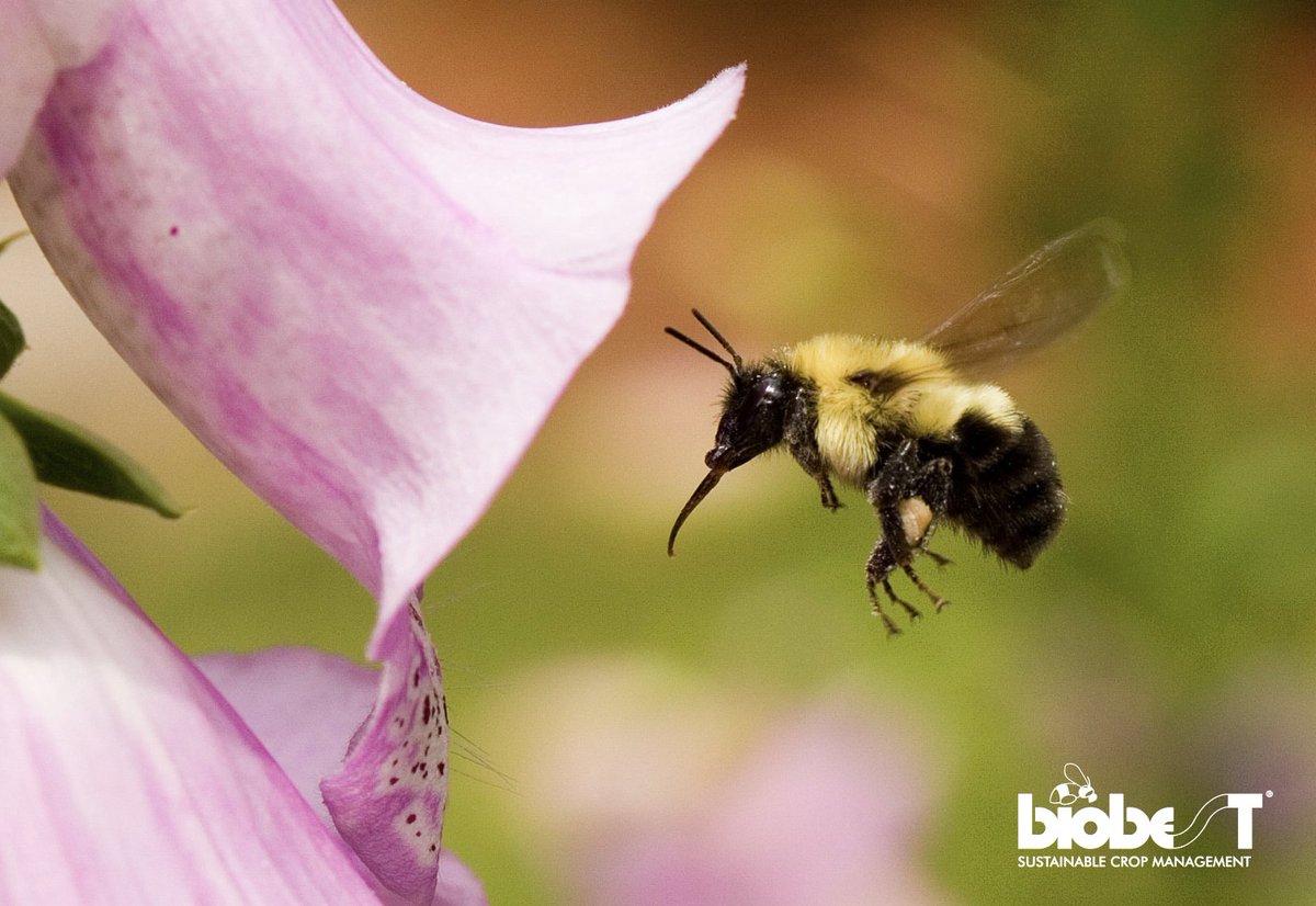 Biobest North America tweet media