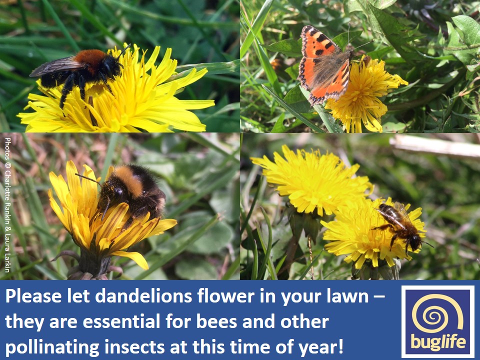 Please let your dandelions bloom - they are incredibly important for pollinating insects at this time of year!