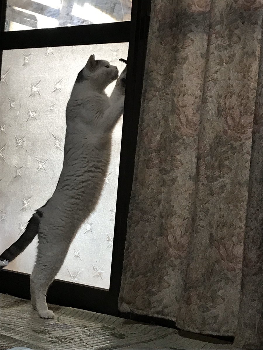 魅力の Haresora様 のび猫 置物 Pierpontplace Com 魅力の Haresora様 のび猫 置物 Pierpontplace Com