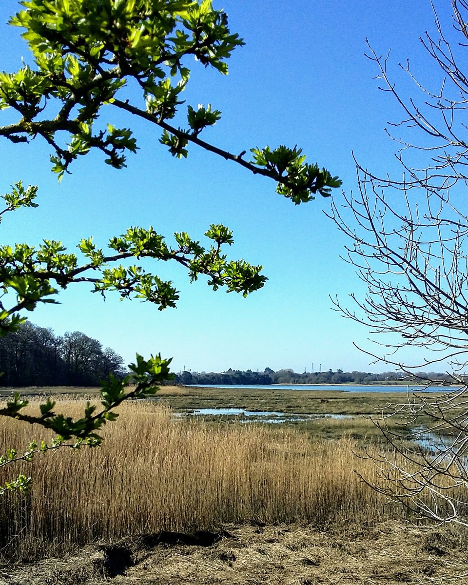 curlewinpoole's tweet image. Beautiful morning for exercise! 💚💙😎🏃🏋 #WednesdayMotivation #isolationexercises #SocialDistancinguk #exercisemotivation