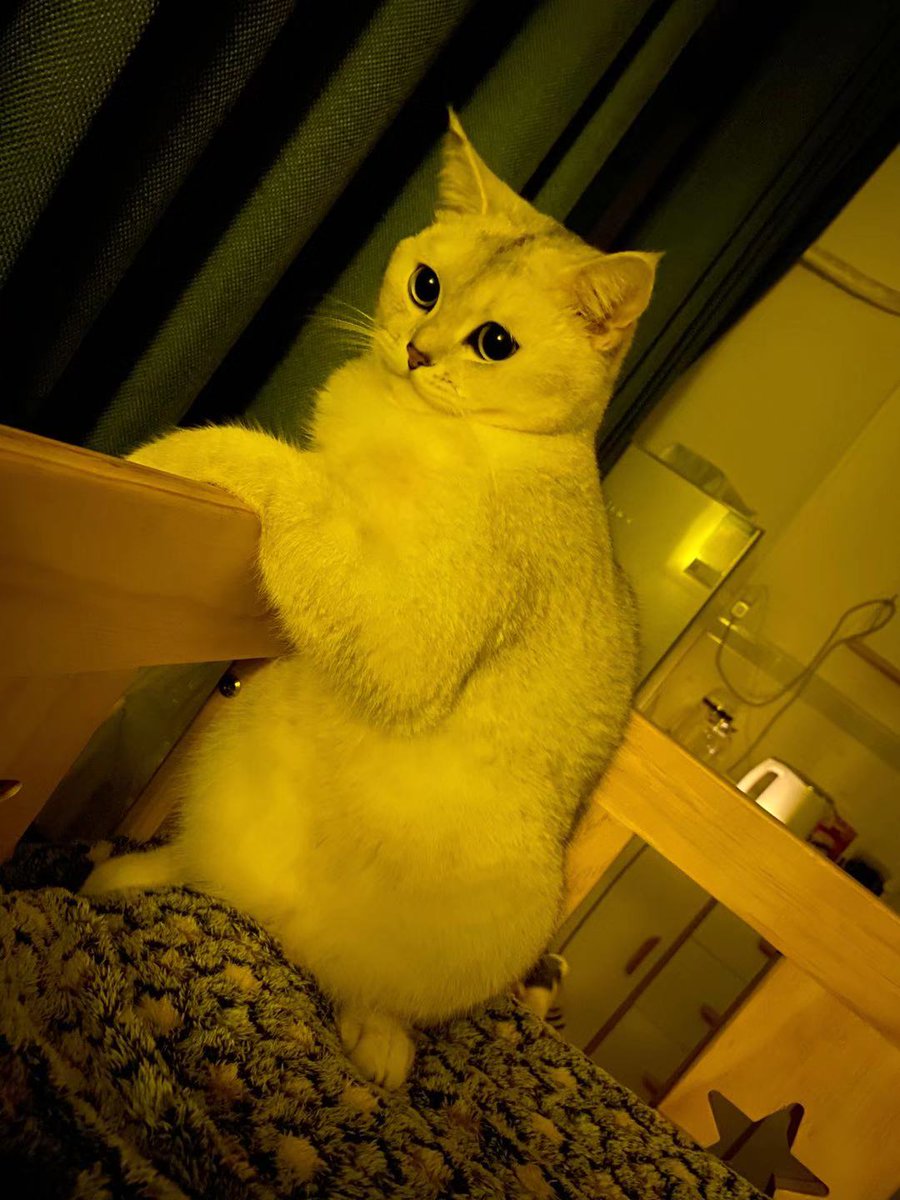 SUPERNIGHTOL's tweet photo. Any advice on how should i  overcome this challenge to reading my paper rather than picture this cute boy?🐱🐱🐱
#CatsOfTwitter #cats #CatsOnTwitter #catsofinstagram #meow #Kitty #Kitten #funny https://t.co/4QpJCUbfrs