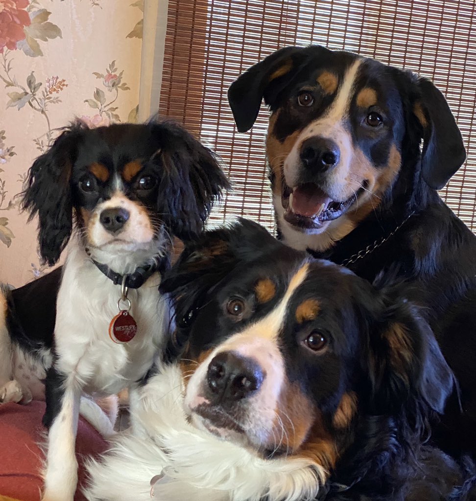 ChristinaP06's tweet photo. @blakeshelton Happy National Puppy Day from the Tri-coloured Trio. https://t.co/zQ0iTbUFWc