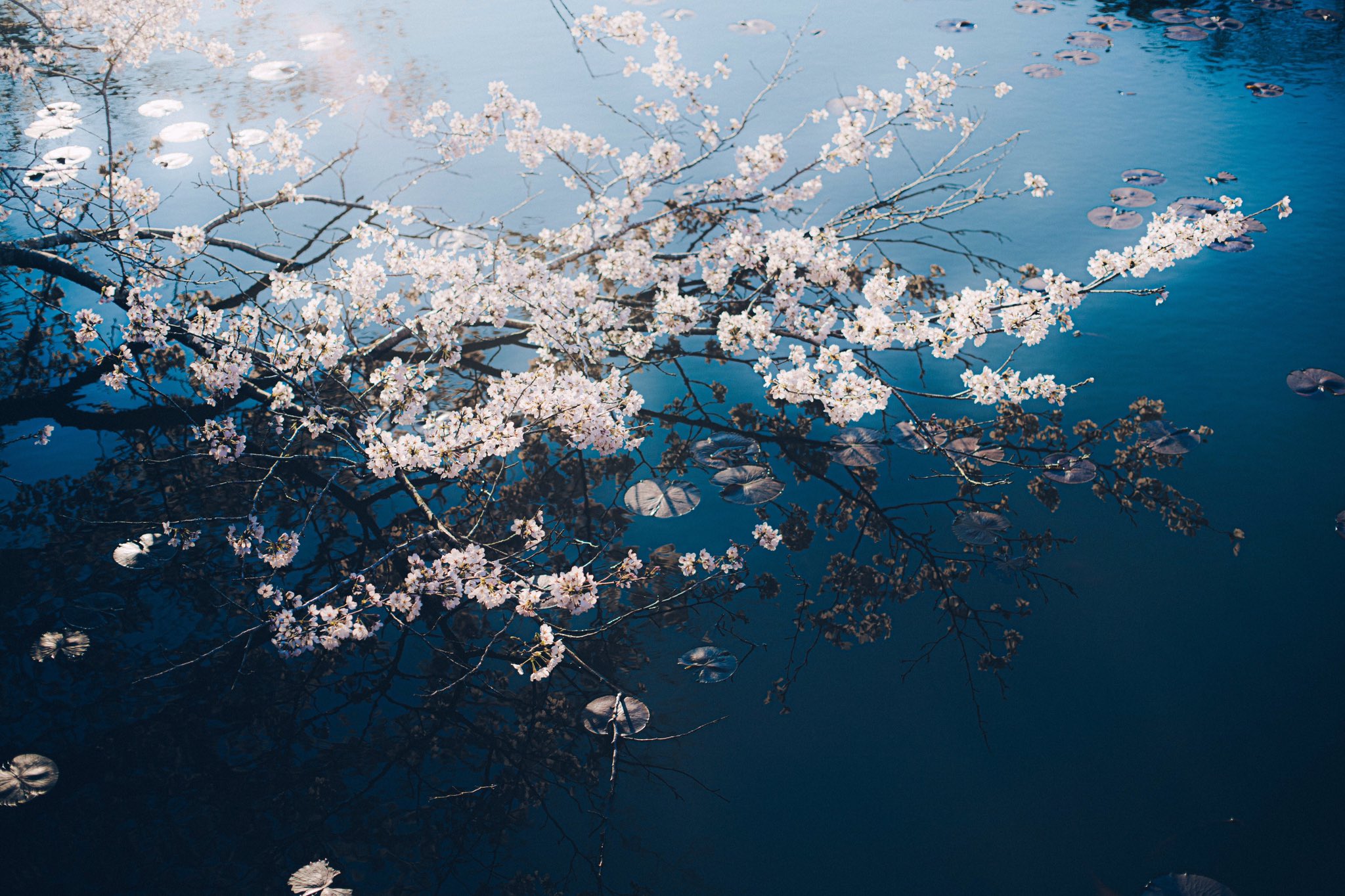 Tsunekawa 桜の花言葉には私を忘れないで という西洋の花言葉がある 美しく咲いても瞬きの 間に舞い散る様子から すぐに消えてしまっても忘れないでほしいという儚くも確かな思いが込められた花言葉なのかもと桜を見る度に思うようになった T Co