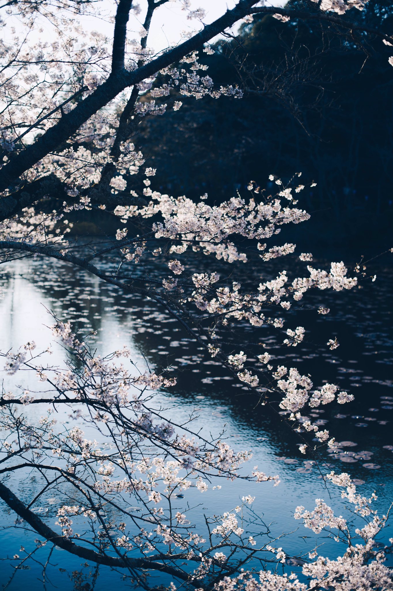 Tsunekawa 桜の花言葉には私を忘れないで という西洋の花言葉がある 美しく咲いても瞬きの間に舞い散る様子から すぐに 消えてしまっても忘れないでほしいという儚くも確かな思いが込められた花言葉なのかもと桜を見る度に思うようになった T Co