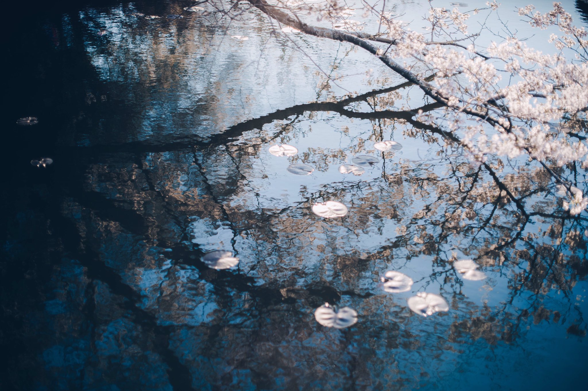 Tsunekawa 桜の花言葉には私を忘れないで という西洋の花言葉がある 美しく咲いても瞬きの間に舞い散る様子から すぐに 消えてしまっても忘れないでほしいという儚くも確かな思いが込められた花言葉なのかもと桜を見る度に思うようになった T Co