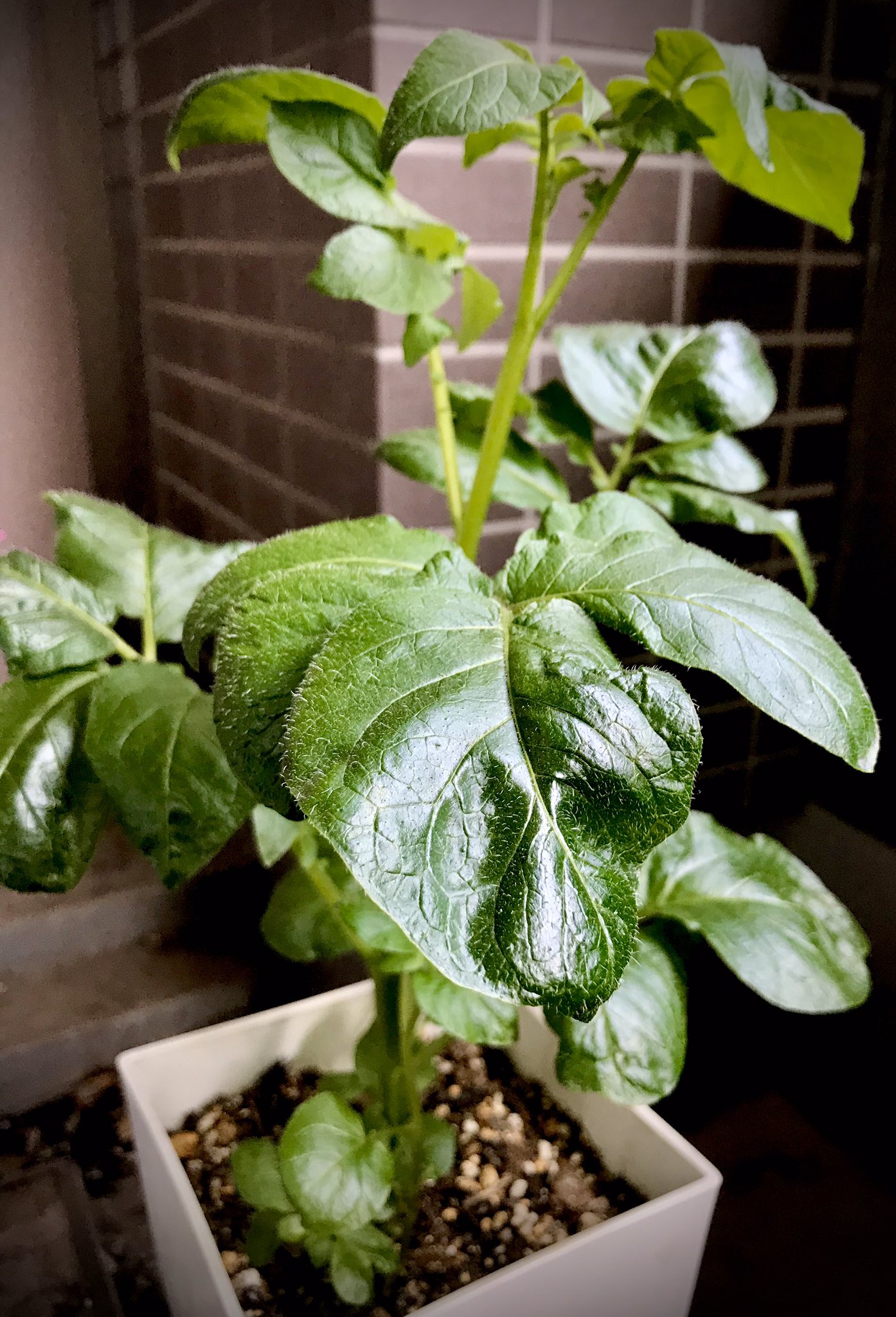 ひっそり 庶 民 に切り花の薔薇 を挿し木 基本 変化球 気まぐれ なんでも刺せばいいという訳じゃない じゃがいもvs薔薇 ハッシュタグに絵文字と句読点はダメだと知りました 残念 Vs 薔薇 じゃがいも勝つ か薔薇が咲くか T Co