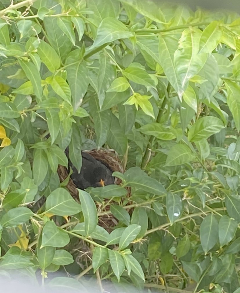  #Gibraltar lockdown day 2 nest updateMother blackbird been sat on the eggs most of the day. Managed to snap a pic in between shutters earlier today when she went to eat my dog Rusty’s food, who just sat there looking at her! She’s probably v happy about less noise on Main St!