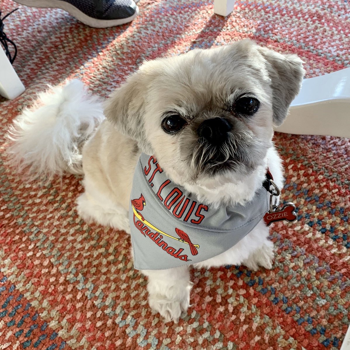 DeniseMccrummen's tweet photo. Fur friends are family. We will miss you Ozzie! 🐶😔❤️ https://t.co/iU33it9pc8