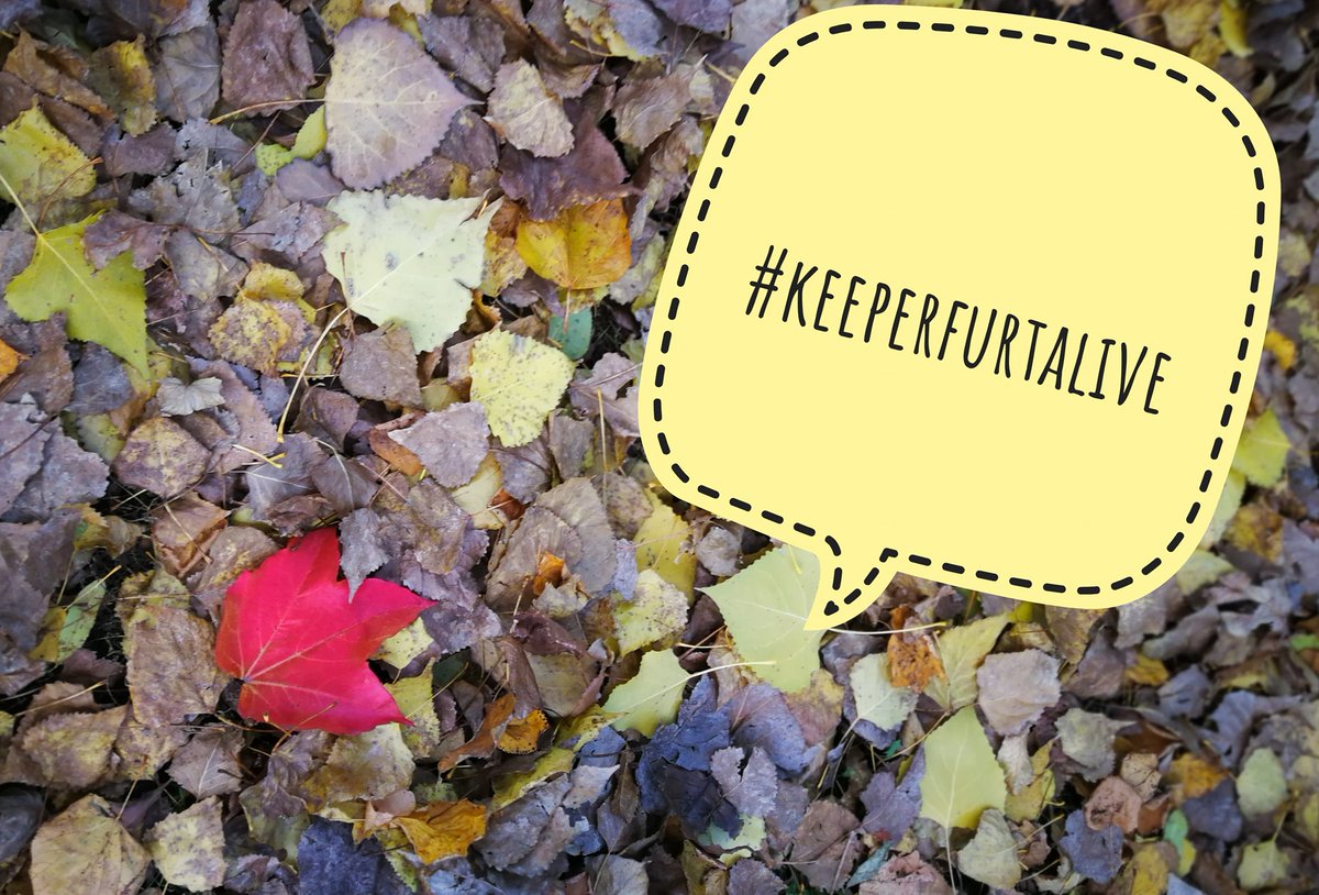 dontstopcreativ's tweet photo. Die Inintiative #keeperfurtalive ruft zur Unterstützung der lokalen kleinen Läden, Cafés, Praxen, Buchhandlungen, Restaurants, Geschäfte etc. in #Erfurt auf! #dontstopcreativity
https://t.co/uHC1gXkZp2 https://t.co/t6FfabId4h