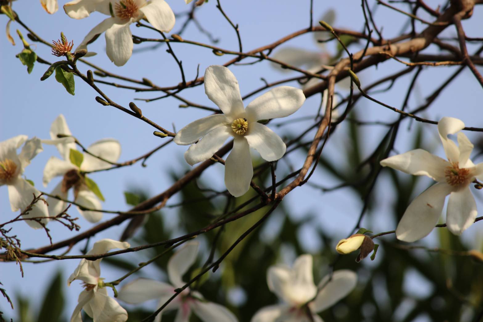 開歌 かいか ٩ ۶ﾔﾎｰｲ お花紹介307 辛夷 ｺﾌﾞｼ 花言葉は友情 友愛など 実は集合果で にぎりこぶし状のデコボコがあることが名前の由来になったらしい 6枚の花びらの花の下に1枚だけ葉をつけるよ 青木眞歩 T Co Hhdr6nuoha Twitter