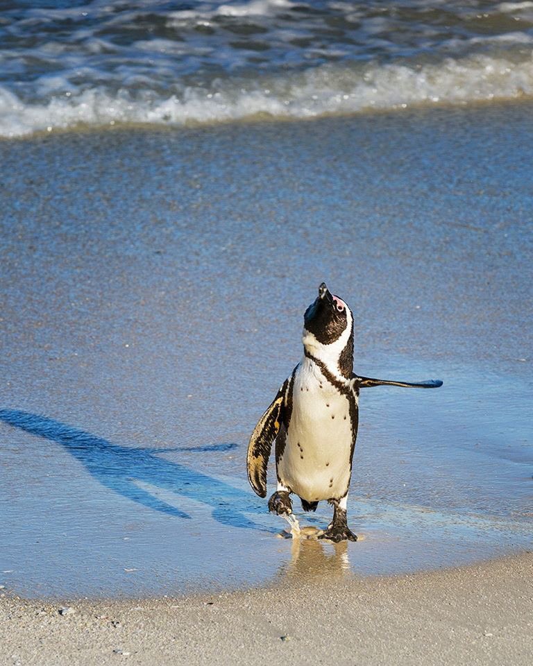 ComedyWildlife's tweet photo. Never ask a Penguin for directions...by Vicki Jauron in the Portfolio Category. Free to enter! Amazing safari courtesy of Alex Walker's Serian / Affinity software /Nikon camera and THINK TANK PHOTO bag!! @Seriancamp @affinitybyserif @UKNikon @thinkTANKphoto @SpectrumLab https://t.co/UAQ8qNblUY