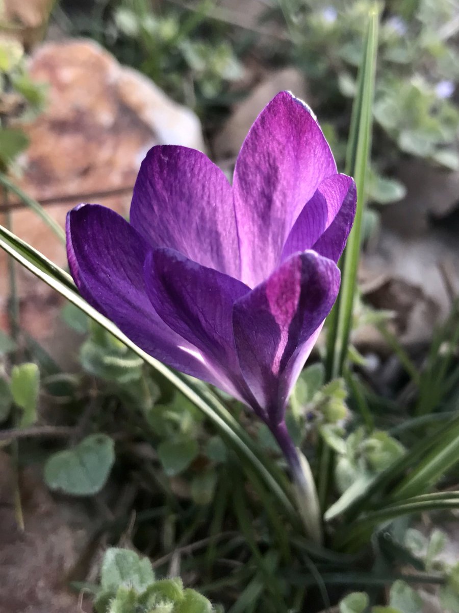 TexanInOz's tweet photo. Who else loves these little garden gems? Crocus just do not get the respect they are due. Tough as nails and always the earliest reminder that spring is coming. #Iridaceae https://t.co/8a7mwNKVWQ