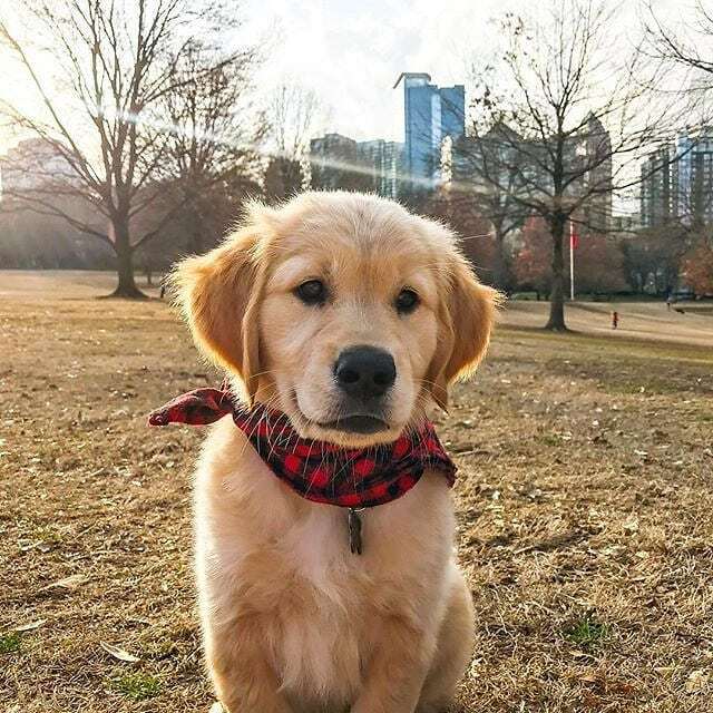 Who really goes on a walk just to have puppy therapy? ⠀ .⠀ Remember look, don't touch the pups ☺️. And, keep your distance.⠀ .⠀ 📷: @mobythegolden . . #piedmontpark #dogsofpiedmont #atlantadogs #atldogs #midtownatl #parks #dogsofinstagram #Dog #Pu… ift.tt/2UgphJJ