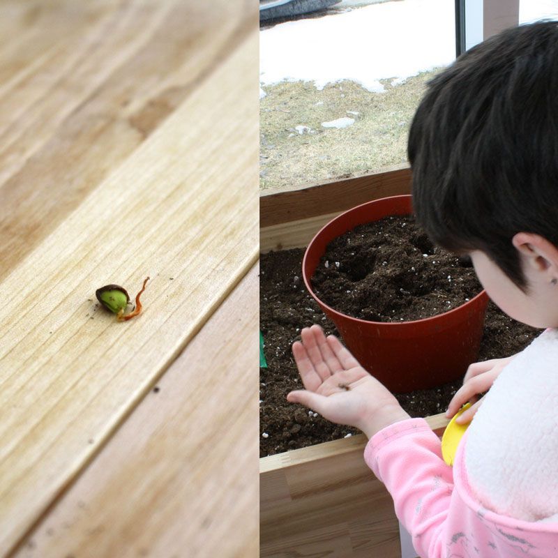 RESCalgary's tweet image. This friend found a seed in her apple that was sprouting. She is planting it, and other seeds from her apple, to see if they will grow.  
#greenhouse #science #education #RenfrewEducationalServices