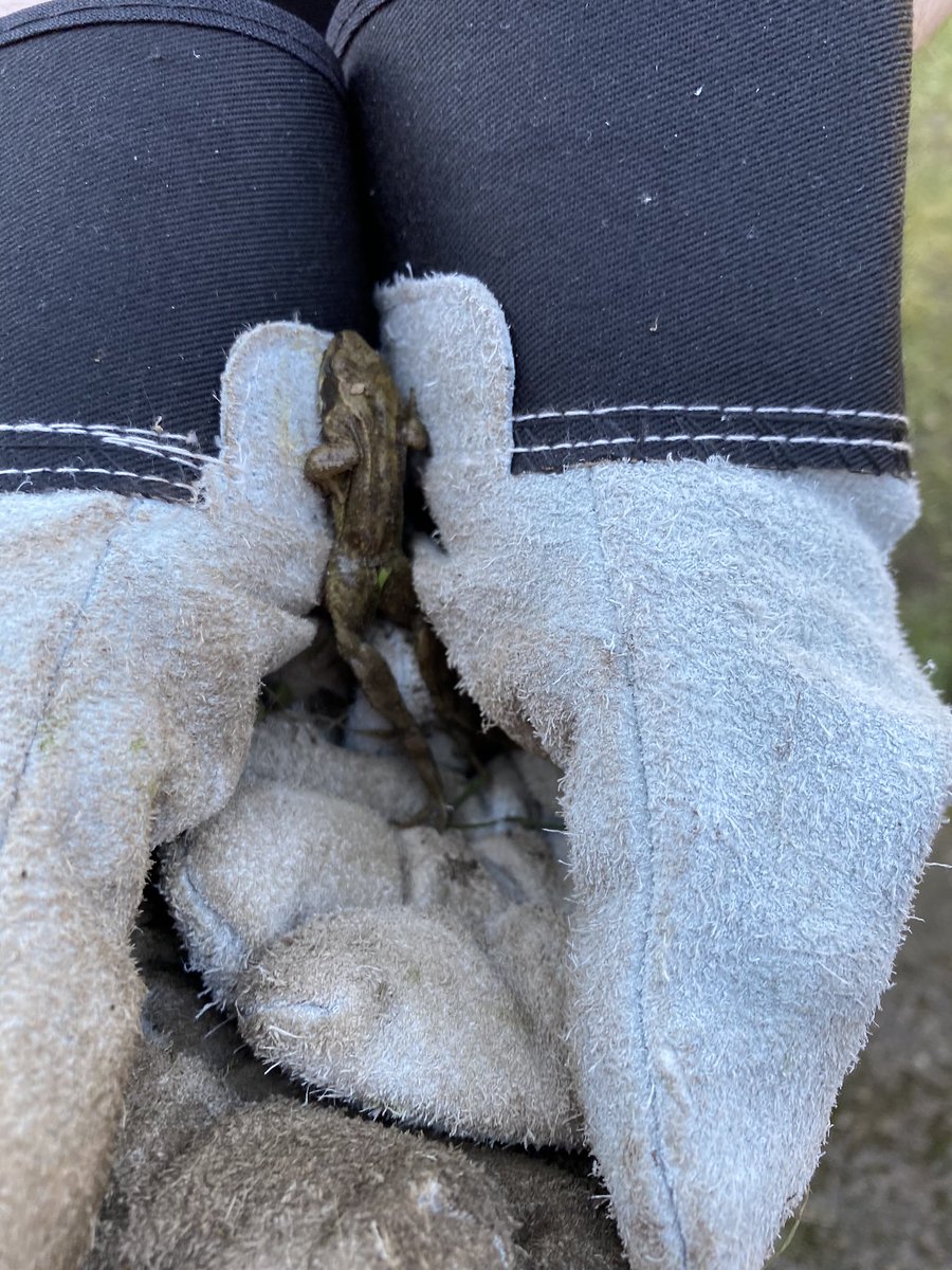 CharleneSparkl1's tweet photo. @olos_doncaster Rex found this mini beast while gardening today https://t.co/aJkMrIjDty