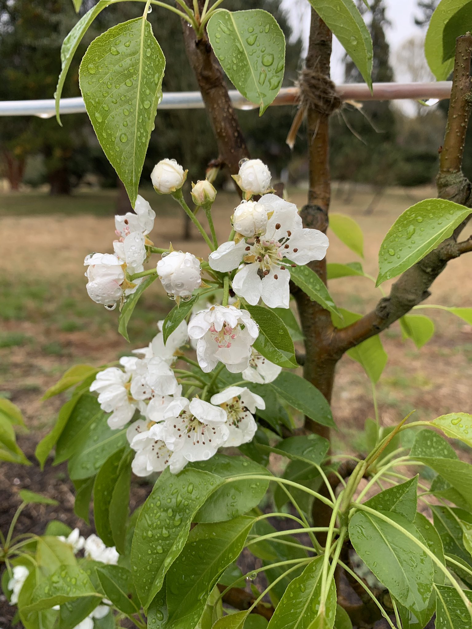 Gala Apple Tree Blossoms