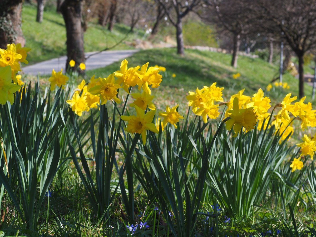 tueboga's tweet photo. Auch im #Arboretum blüht es! Für alle, die #daheimbleiben gibt es unter https://t.co/Ci5WsBTq9e  frische Bilder von heute.
#BotanischerGarten #Tuebingen https://t.co/Pp2jz1qaIT
