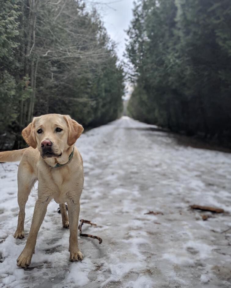 uprunningguelph's tweet image. During times of stress, listening ears can be found in many forms - a phone conversation with a friend, a FaceTime chat with your neighbour, or a quiet walk with the most attentive of furry companions🐶⁣
⁣
#SoloButSocial #TakingStepsTogether #ApartButTogether #StillWeConnect