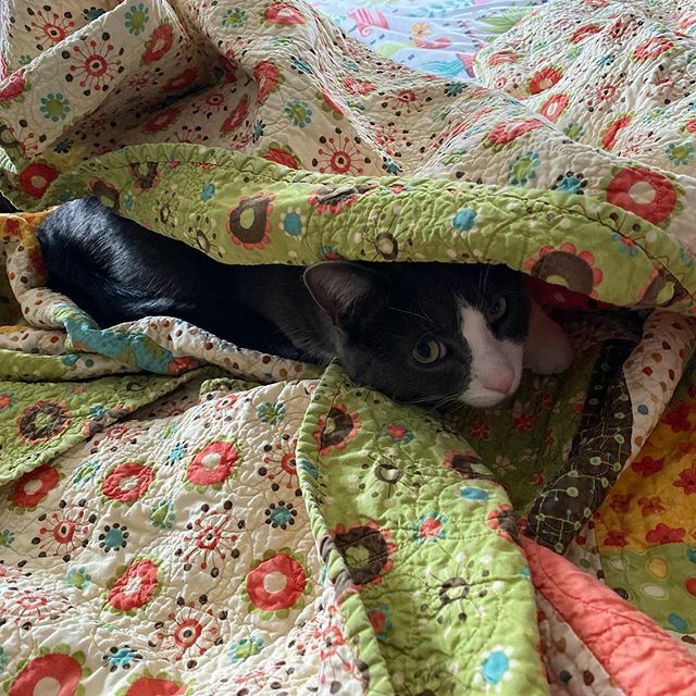 SKaiser28's tweet photo. Day 2 of CORONAVIRUS lockdown. Cat is now self isolating. https://t.co/WuqR6yEw7n https://t.co/DyvJXNRE21