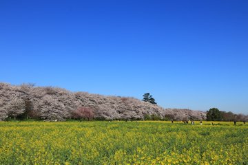 幸手権現堂堤お花見21の混雑状況や穴場スポットは 屋台や口コミまとめ 混雑してる