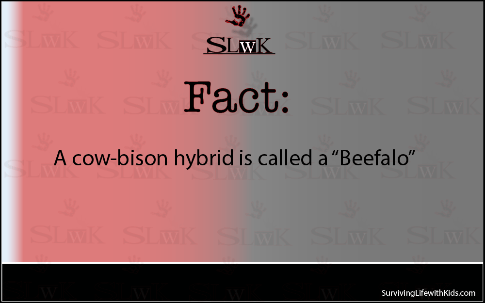 SurviveLifewKid's tweet photo. #Facts Beefalo, are 3/8 Bison and 5/8 Bovine. The breed was first intentionally created during the mid-19th century. https://t.co/YRS8RSnJA3 https://t.co/F5vqkfH7NT