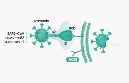Sino_Biological's tweet photo. ACE2 is a membrane receptor expressed on the surface of airway epithelial cells. It binds to RBD domain of #SARSCoV2 Spike protein, and it has been extensively studied in the research in #COVID19. Learn more about the receptor here: https://t.co/VKIx6SG7Zg
#SinoBio #coronavirus https://t.co/pmZNxiwViy