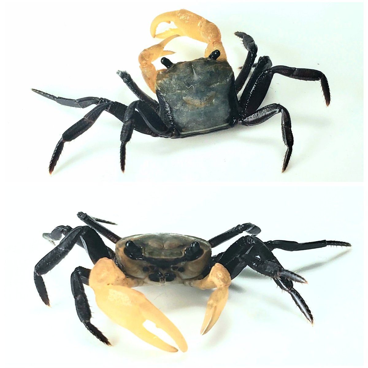 Licoyas リコヤス 粛々とカニを スチールブルーバイオリンクラブ Lepidothelphusa Sp ほぼ水中 未だ繁殖成功せず Licoyasのピンブローチやネックレス 様々なモチーフになってます Licoyas リコヤス 粛々とカニを スチールブルーバイオリンクラブ Lepidothelphusa Sp ほぼ水中 未だ繁殖成功せず Licoyasのピンブローチやネックレス 様々なモチーフになってます