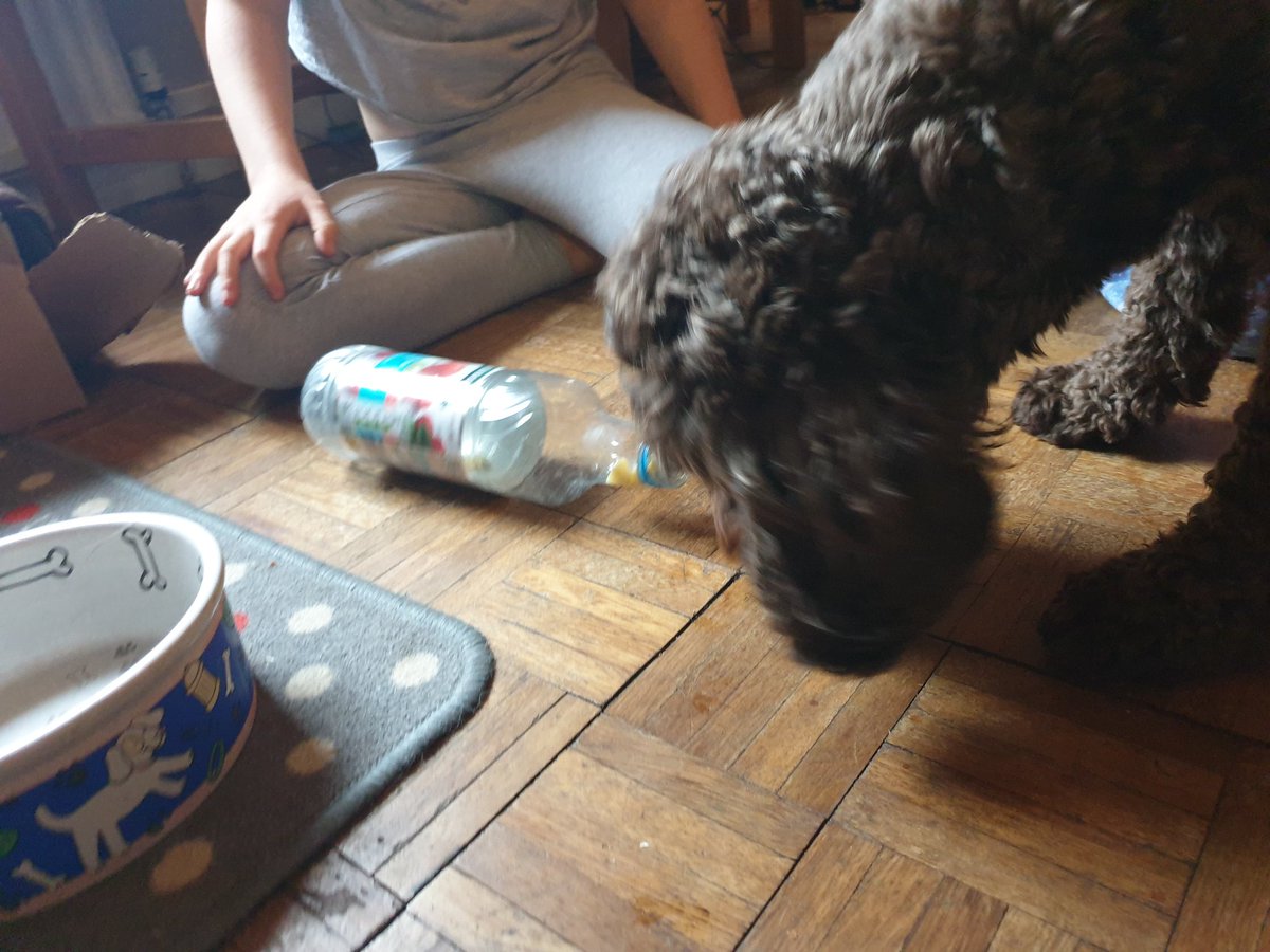 Wednesday literacy making the best of our furry resources! 🥰

<a href="/LennoxtownP/">Lennoxtown PS</a>