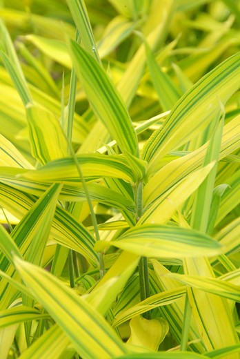 Wil je rust en harmonie in je tuin? Denk dan eens aan bladplanten. Bij bladplanten zijn het vooral de bladeren die de aandacht trekken. im.nu/N21198

#instagarden #vasteplant #hardyplants #perennialpower #gardenlove #perennials #tuinieren #vasteplanten #gardening