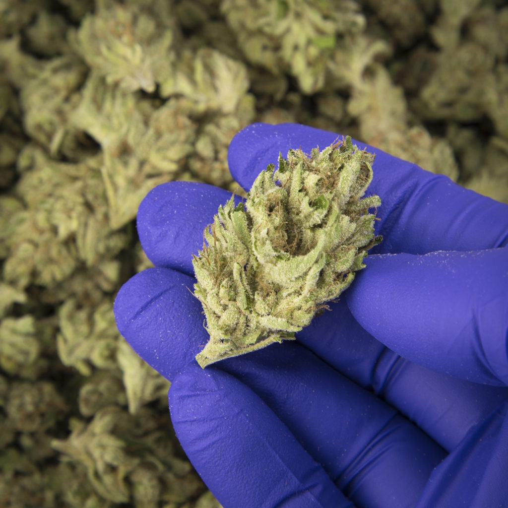 netacaremass's tweet photo. Adult Use customers who are concerned about having access to legal cannabis, fret not!
Many cannabis specialists are able to certify new patients over the phone. Check out https://t.co/rB28m9ByT2 for MA certifying doctors & NPs
https://t.co/RaDUTDv0pj
#WhyWaitForBetterHealth https://t.co/OnZtbL4YSH