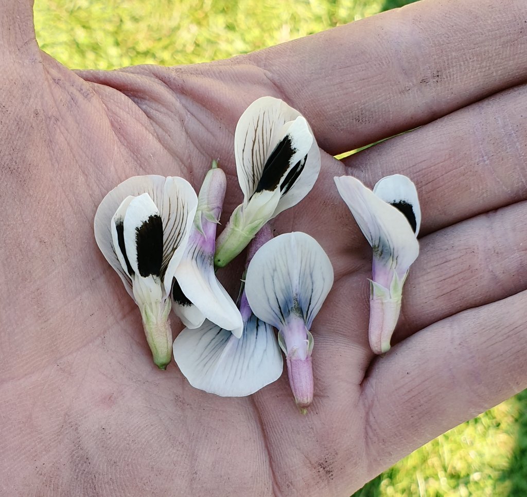 Seed To Feed tweet media