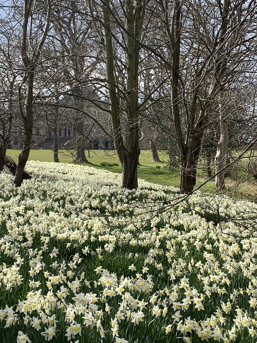 knoxacademyHT's tweet photo. Took advantage of the weather to break from screen time @knoxacademy for a local solo walk with the dog.  So lucky to have such lovely scenery on the doorstep! Not sure I like my new lunchtime friend though #Gosford #seaofdaffodils #notsharingmylunch #greedylabrador https://t.co/X3Haa6W18q