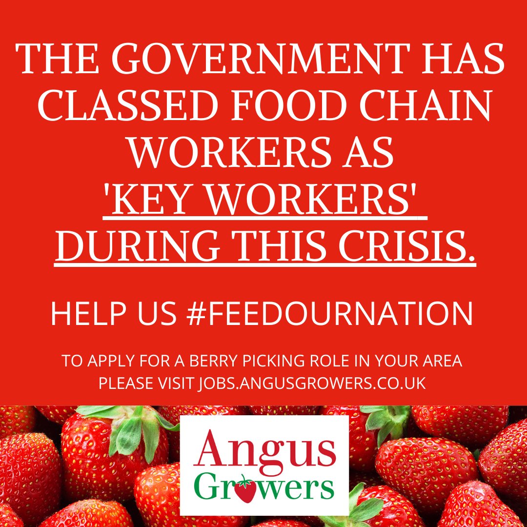 AngusGrowers's tweet image. Scottish berry farms desperately need your help to harvest this years crop and ensure the steady supply of healthy, nutritious food to supermarkets and shops across the country.👉ow.ly/j2ep50yVpik
#FeedOurNation #WeareHiring #FarmJobs #SeasonalWork #EmploymentOpportunities