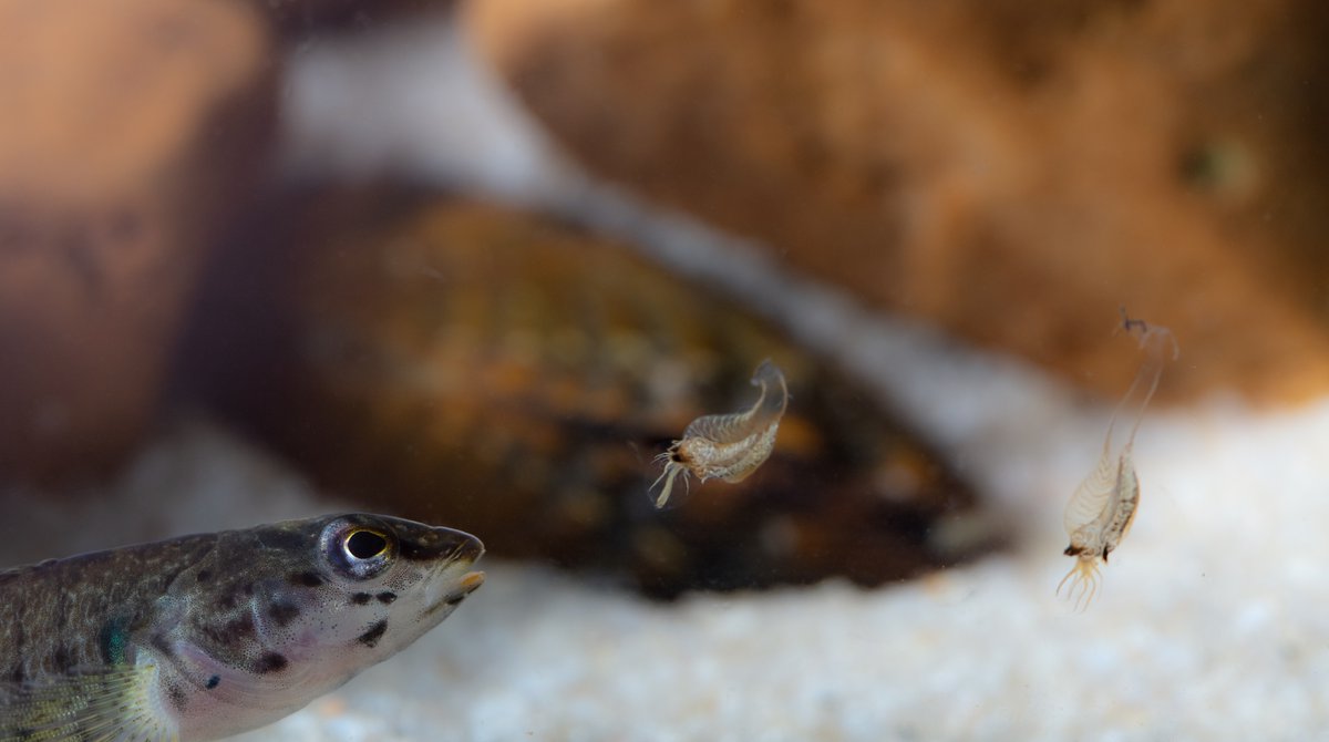 TimLane13's tweet image. A redline darter looking over 2 conglutinate lures made by the #endangered #freshwatermussel, Fluted Kidneyshell (Ptychobranchus subtentus). The babies are inside the prosimulium-mimicking case. Photo credit: Ryan Hagerty of @USFWSNCTC , who shot it while visiting #VDGIF_AWCC!