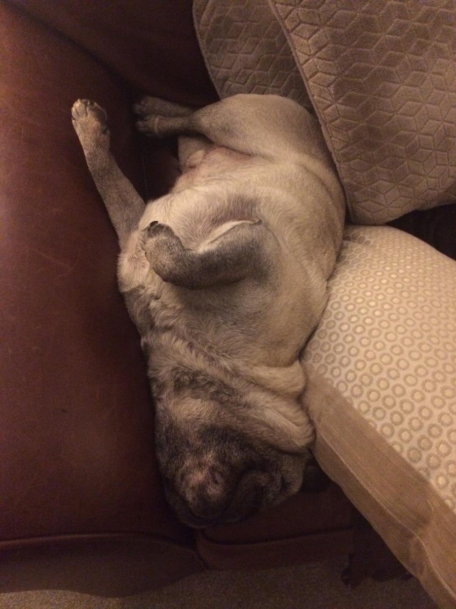 KerryBentley15's tweet photo. Tough times call for great teams. Can you guess what the themes of our daily catch up meetings have been? #DogsofDBC #HatsofDBC #NightwareofDBC - wonder what tomorrow will bring? #WEAREDBC @Derbybusco https://t.co/OJoeigAkoX