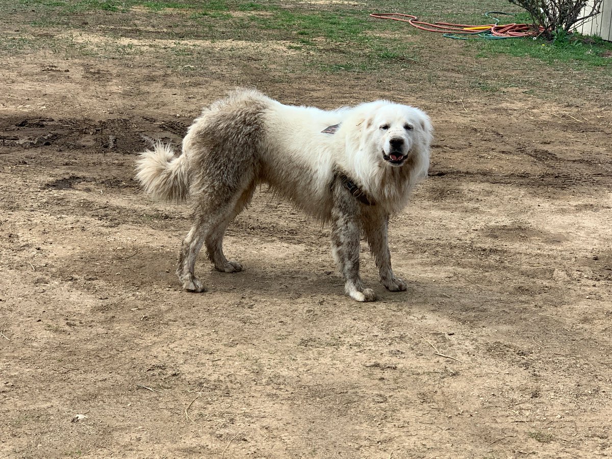 If you have Mr. Brown in class be sure to fill this out. Also posted on Google Classroom &amp; Remind! Hope everyone is doing great!Check out Bear getting a little dirty in the mud the other day! He needs a Dirty Dog Day!!!! @CTEShrek <a href="/GeorgetownHS/">Georgetown HS</a> <a href="/ccmrgisd/">College, Career, and Military Readiness in GISD</a> 
forms.gle/xRMkRnuFqZiYky…