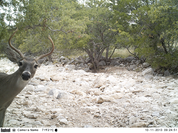 biologistimo's tweet photo. Today at 2pm EST I'll be talking about my most memorable wildlife encounters (and how you can have your own) as part of SciComm Story Time with @EBTSOYP! Parents, students, and educators can tune in live here: https://t.co/L8duCfOwAU https://t.co/MVY5NZCUWc